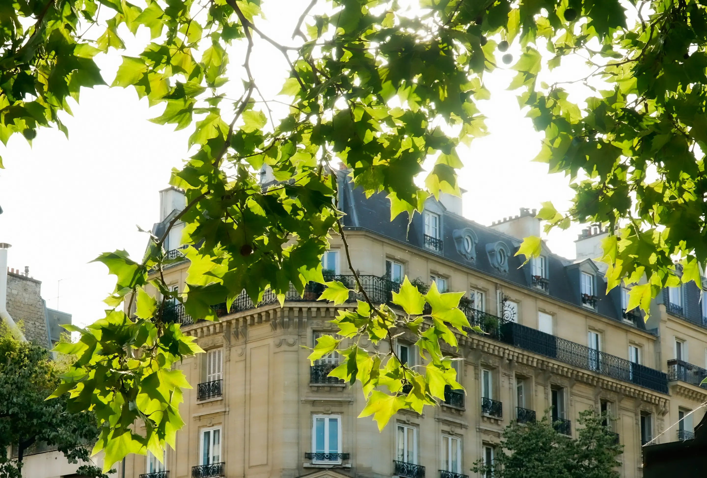Façade d’immeuble parisien encadrée de feuillage